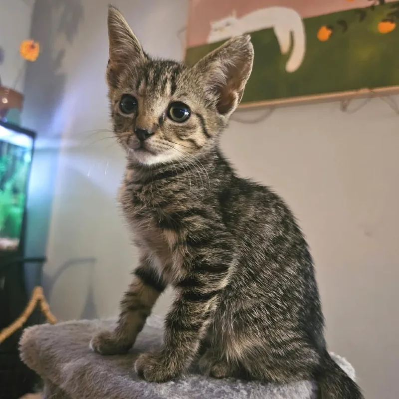 A baby small-sized female Brown / Chocolate Domestic Short Hair cat named Btn Tabby for adoption in Newport News, VA