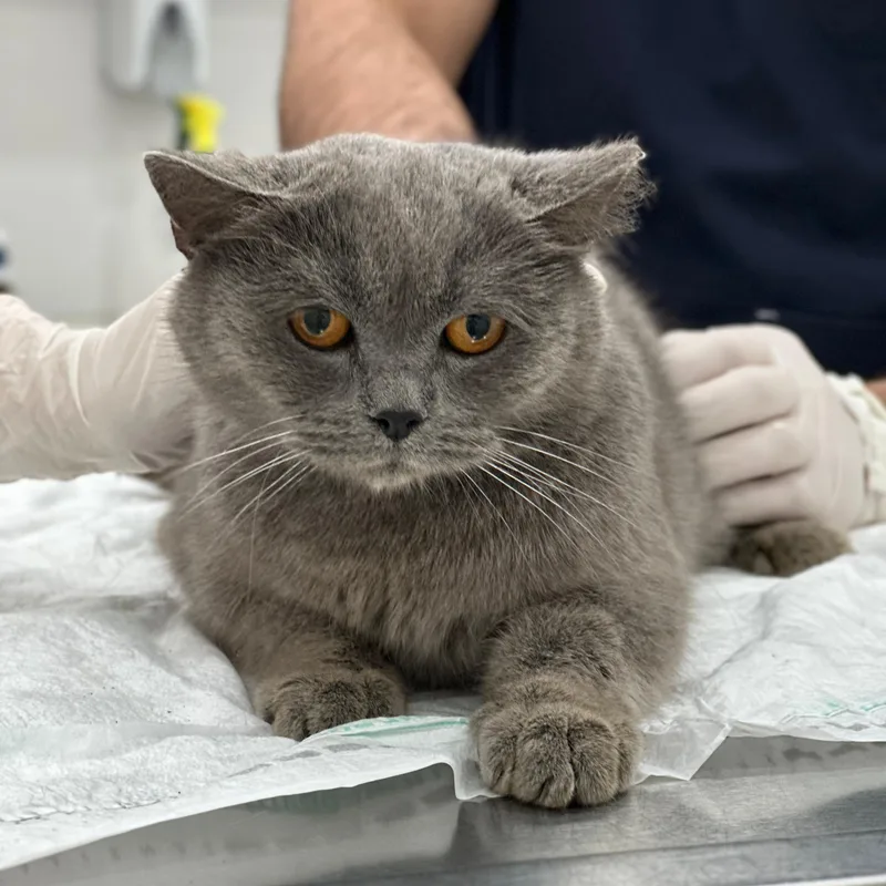 An adult medium-sized male Gray / Blue / Silver British Shorthair cat named Rubin for adoption in New York, NY