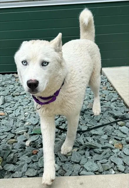 A young medium-sized female Husky dog named Gabby for adoption in Leesburg, VA