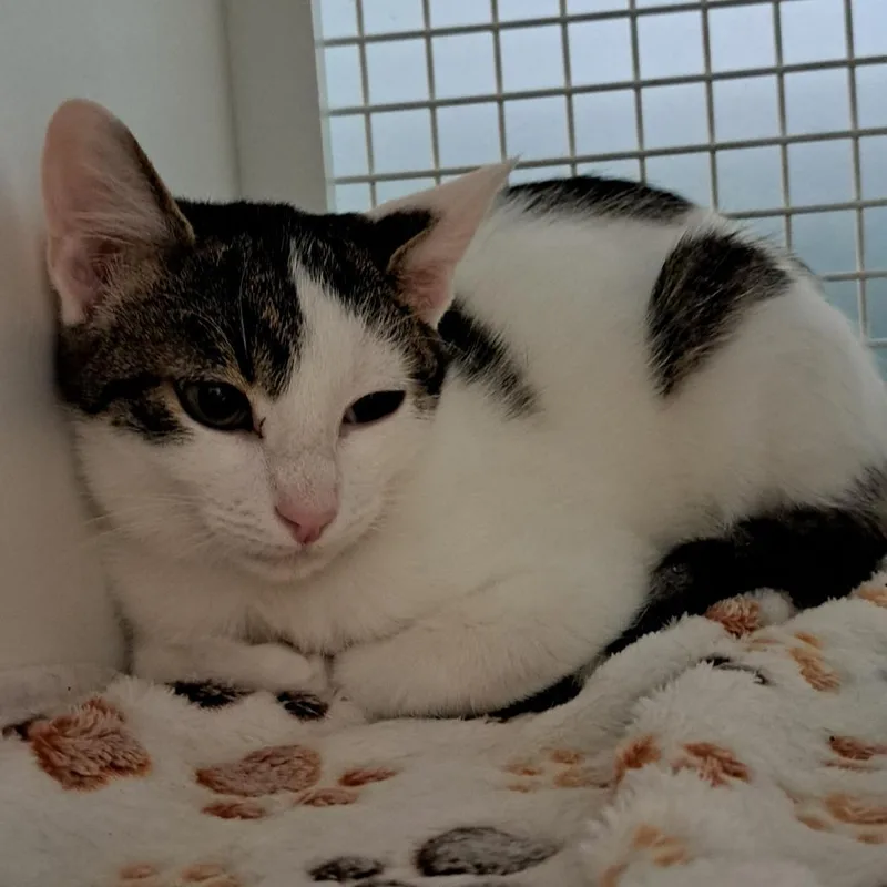 An adult small-sized male Gray / Blue / Silver Domestic Short Hair cat named Sushi Llanos for adoption in Merrifield, VA