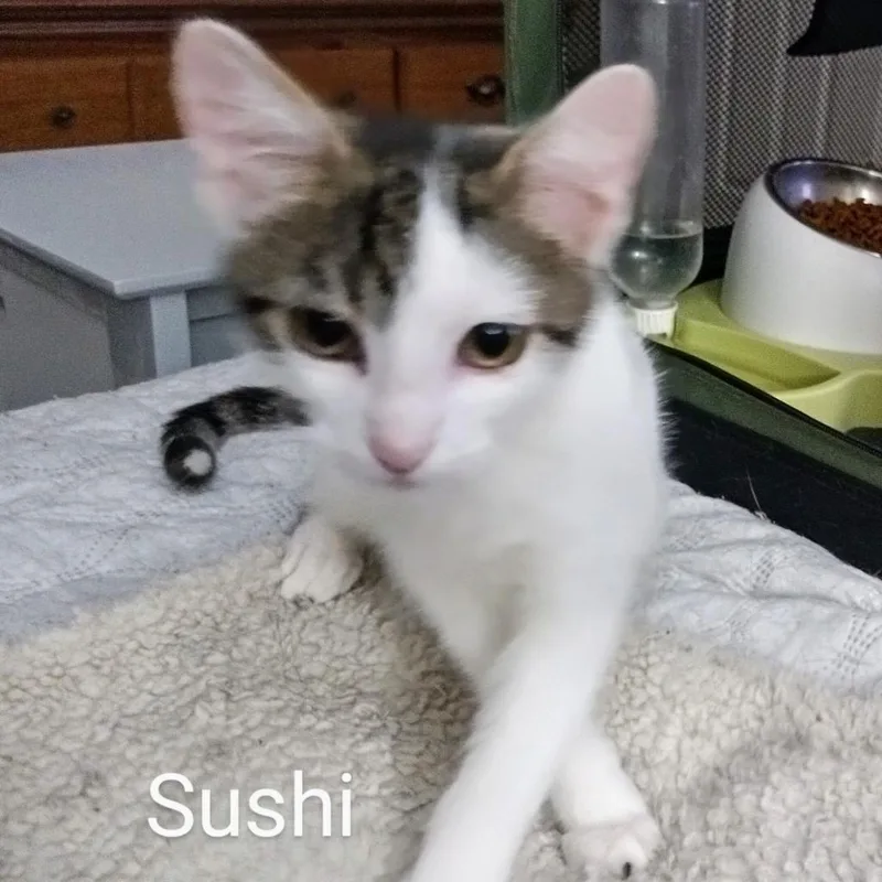 Sushi Llanos thumbnail 2