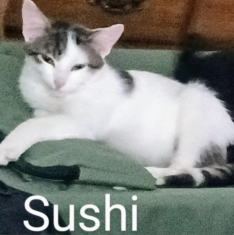 Sushi Llanos thumbnail 4