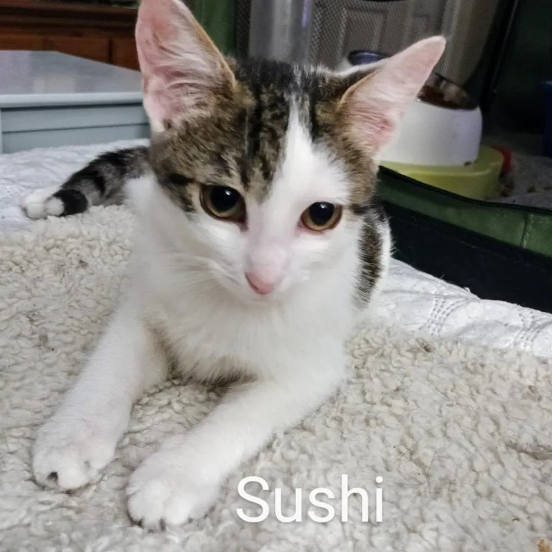 Sushi Llanos thumbnail 5