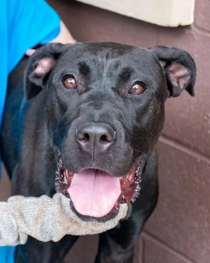 An adult large-sized female Mixed Breed dog named Allison for adoption in Chamblee, GA