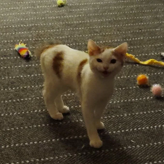 A young small-sized male White Domestic Short Hair cat named Mochi for adoption in White, GA