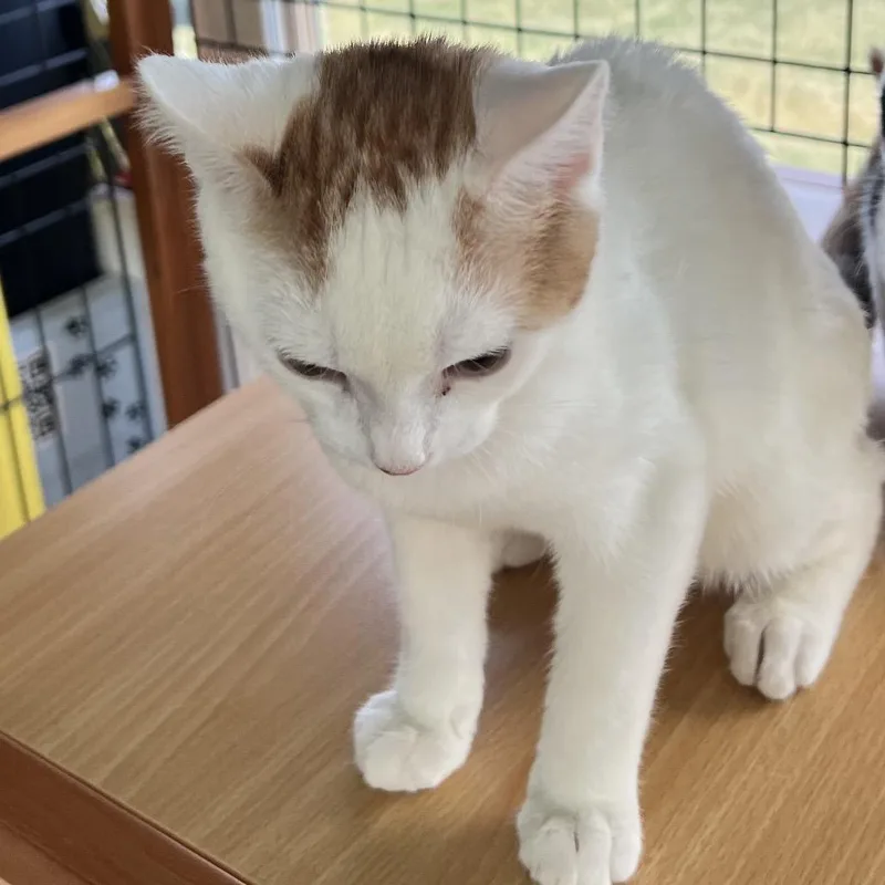 Mochi thumbnail 2