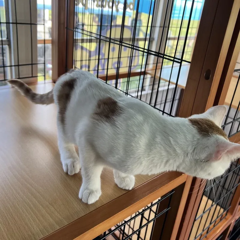 Mochi thumbnail 3