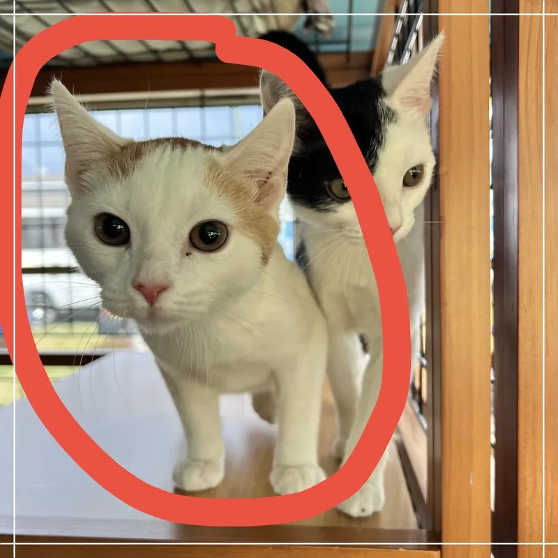 Mochi thumbnail 5