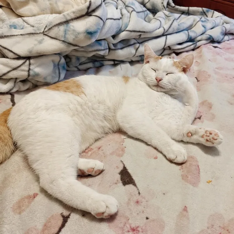 Mochi thumbnail 6