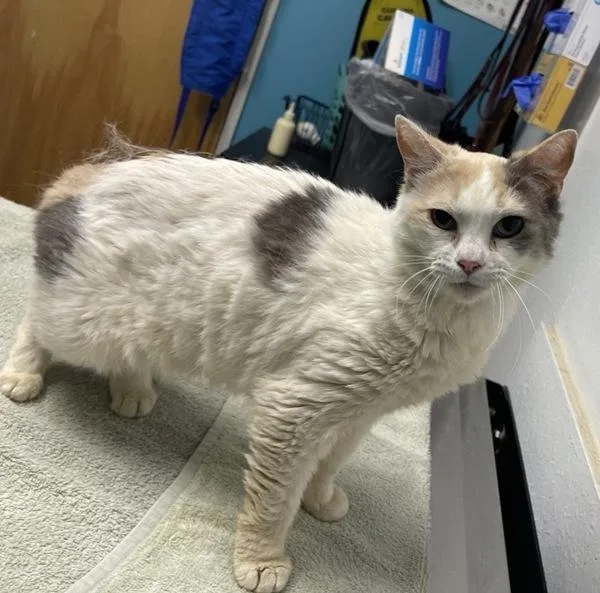 A senior medium-sized female Domestic Short Hair cat named Frida for adoption in Escondido, CA