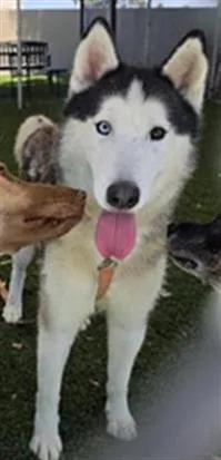 An adult large-sized male Siberian Husky dog named Maverick for adoption in Downey, CA