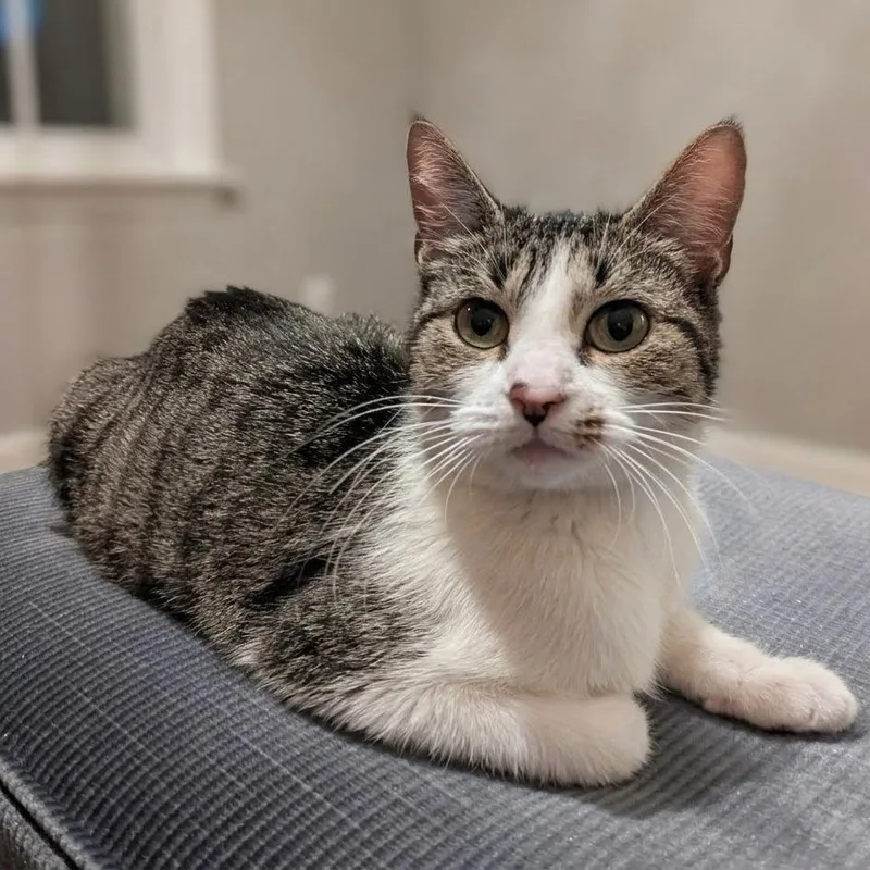 A young medium-sized female Brown / Chocolate Domestic Short Hair cat named Miss Given for adoption in South Elgin, IL