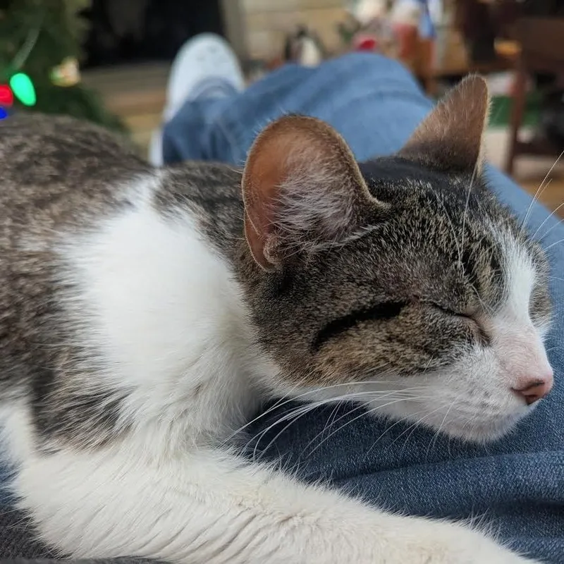 Miss Given thumbnail 2