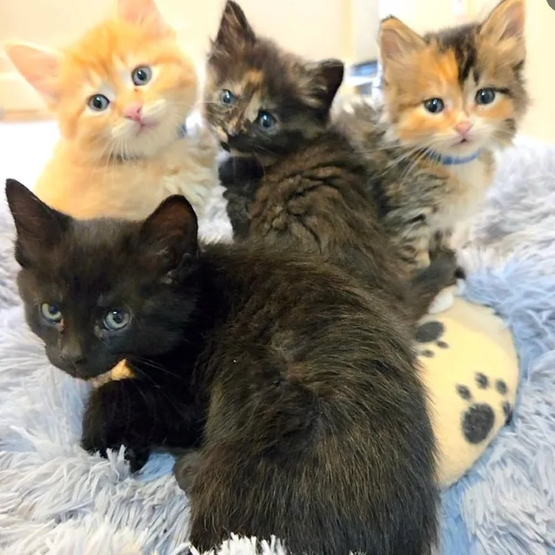 A baby small-sized female Tortoiseshell Domestic Short Hair cat named Hummingbird for adoption in Commerce City, CO