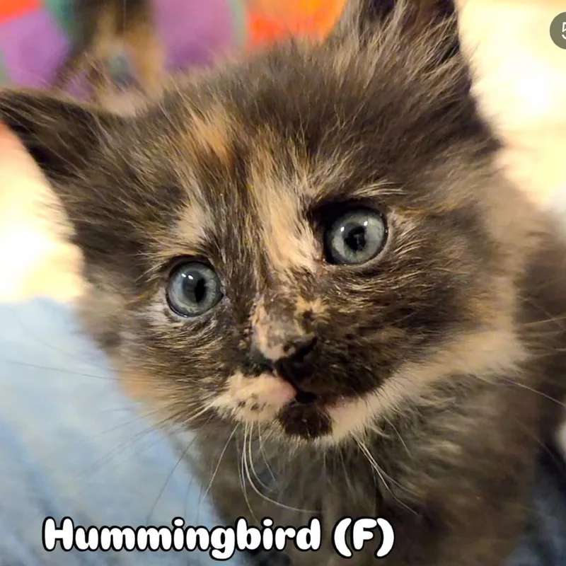 Hummingbird thumbnail 6