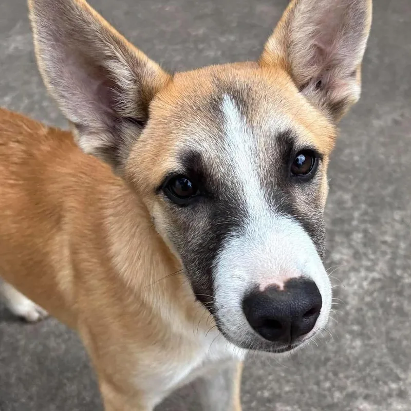 A baby medium-sized male Shepherd dog named Ladro for adoption in Metamora, MI