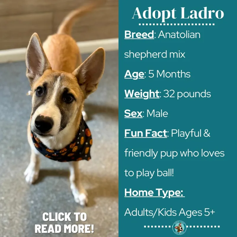 Ladro thumbnail 4