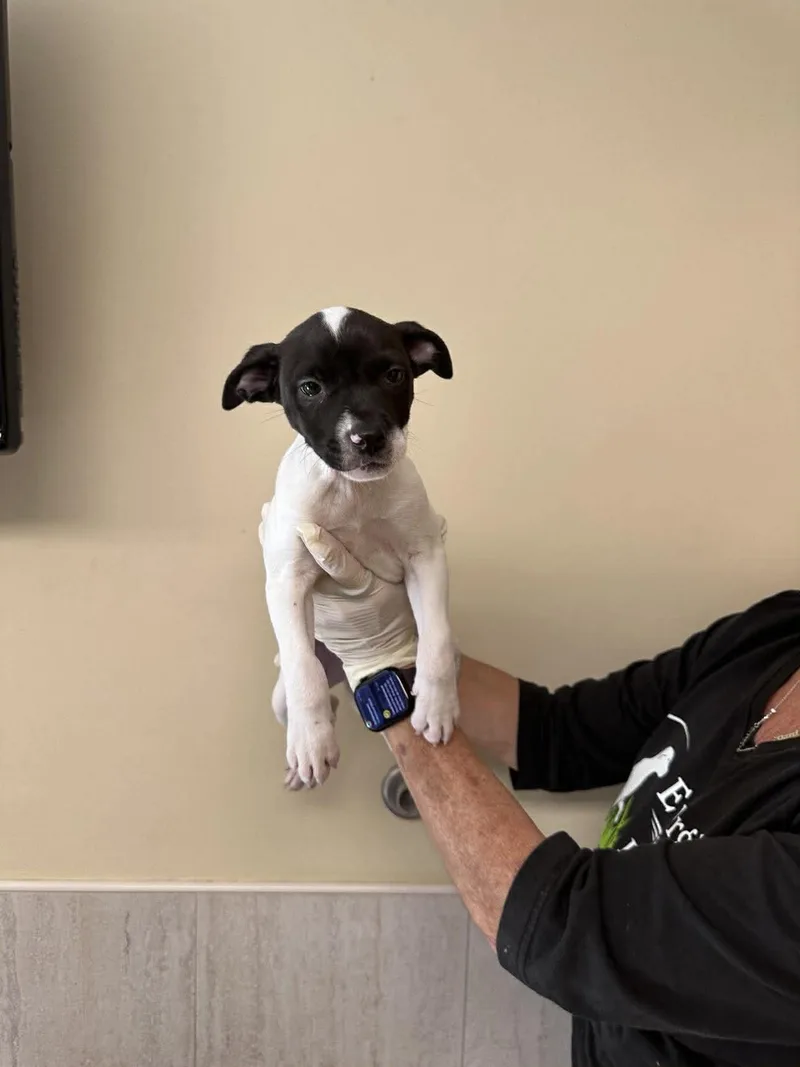 Capucine Pup Lombardi