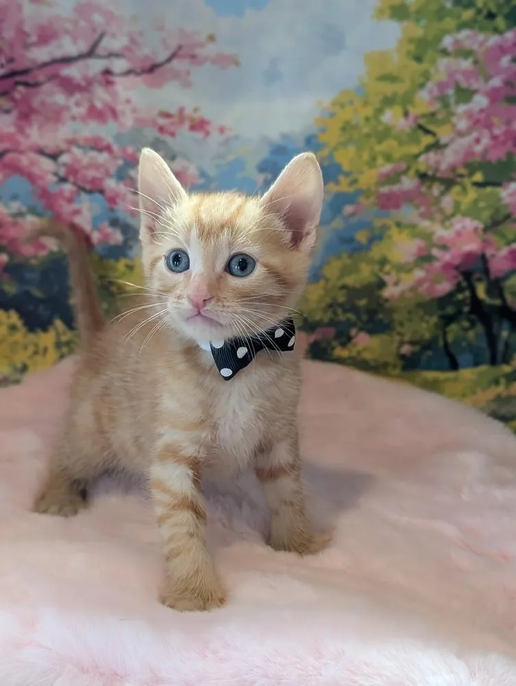 A baby small-sized male Tabby cat named Flax for adoption in Fremont, CA