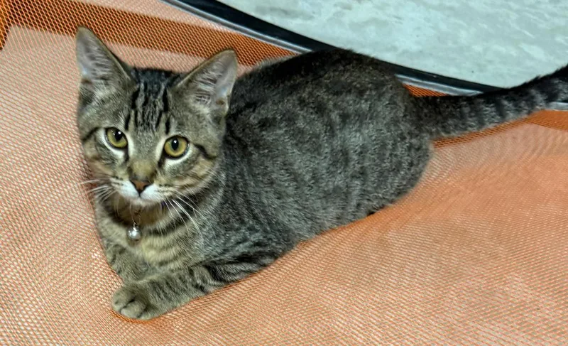A baby medium-sized male Tabby (Brown / Chocolate) Domestic Short Hair cat named Spunky Jack for adoption in Mokena, IL