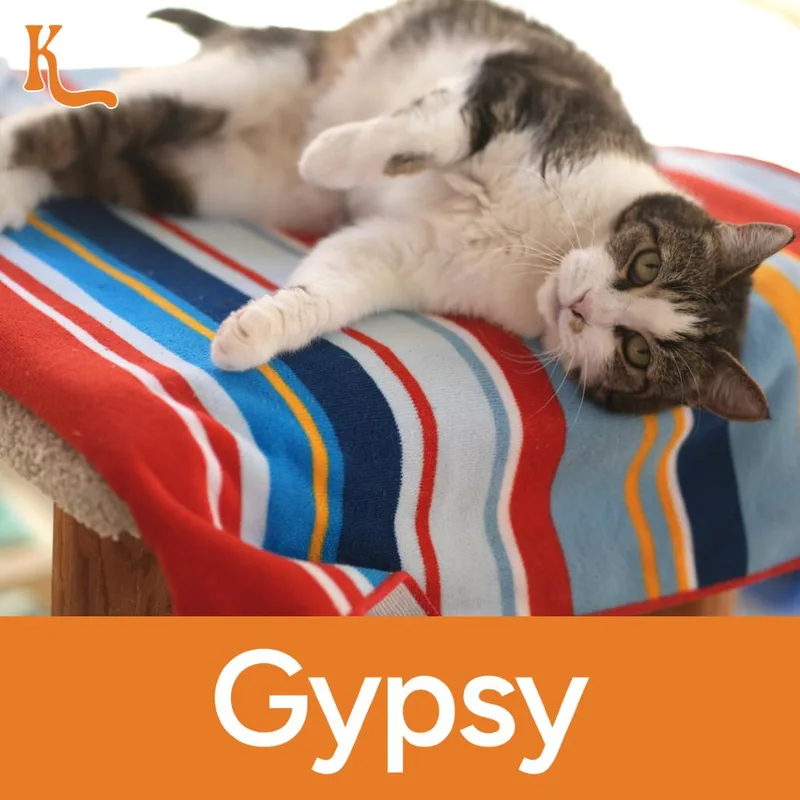 A senior small-sized female White Domestic Short Hair cat named Gypsy for adoption in Desert Hot Springs, CA