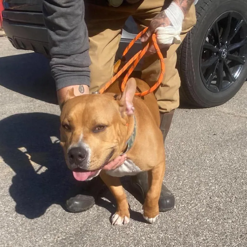 An adult large-sized male Brown / Chocolate Pit Bull Terrier dog named Cider Stray Hold for adoption in Huntington, WV