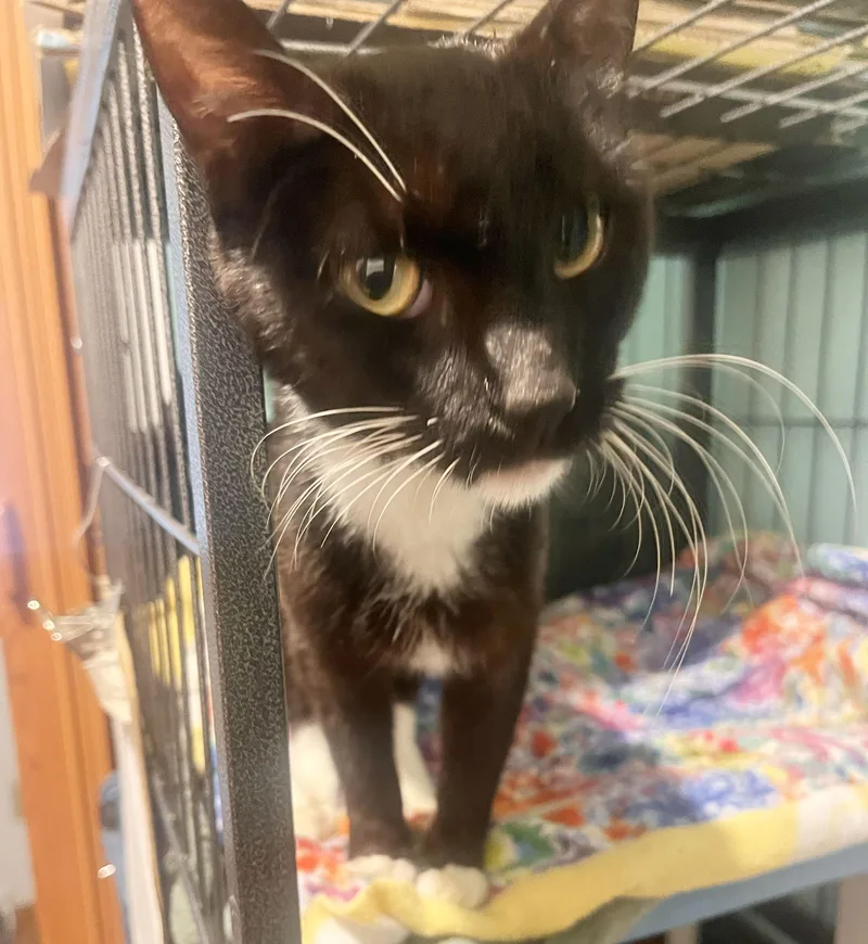 A young medium-sized female Black & White / Tuxedo Domestic Short Hair cat named Sharla for adoption in Parkville, MO