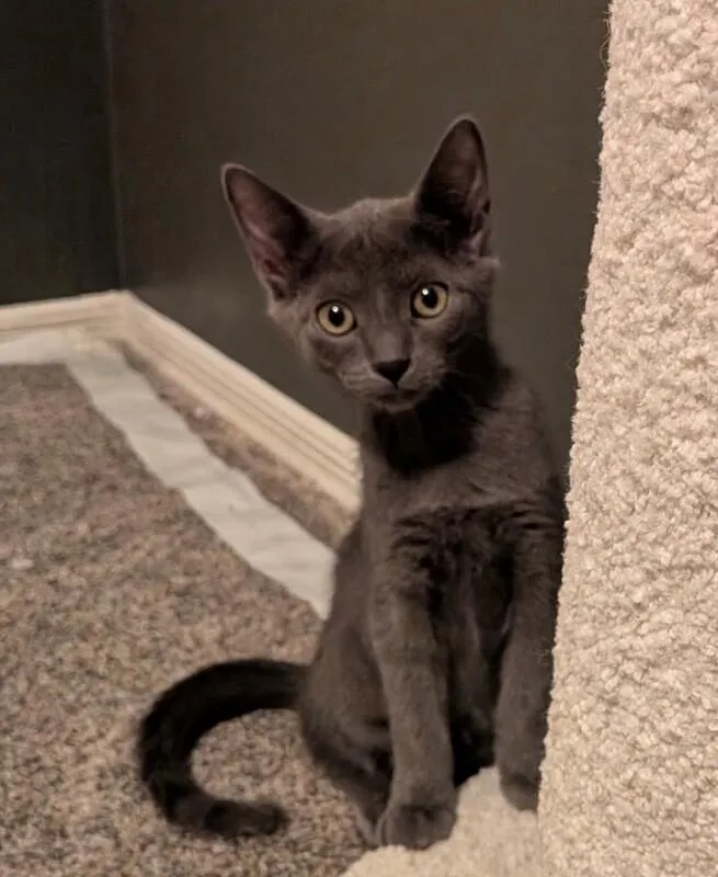 A baby small-sized male Gray & White Russian Blue cat named Lightning  Stanley Cup for adoption in Anthem, AZ