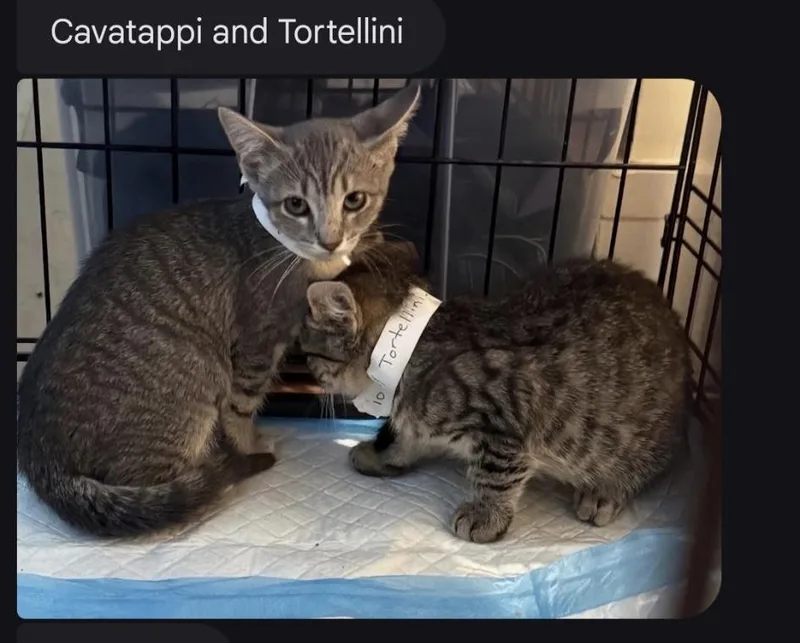 Cavatappi & Tortellini thumbnail 2