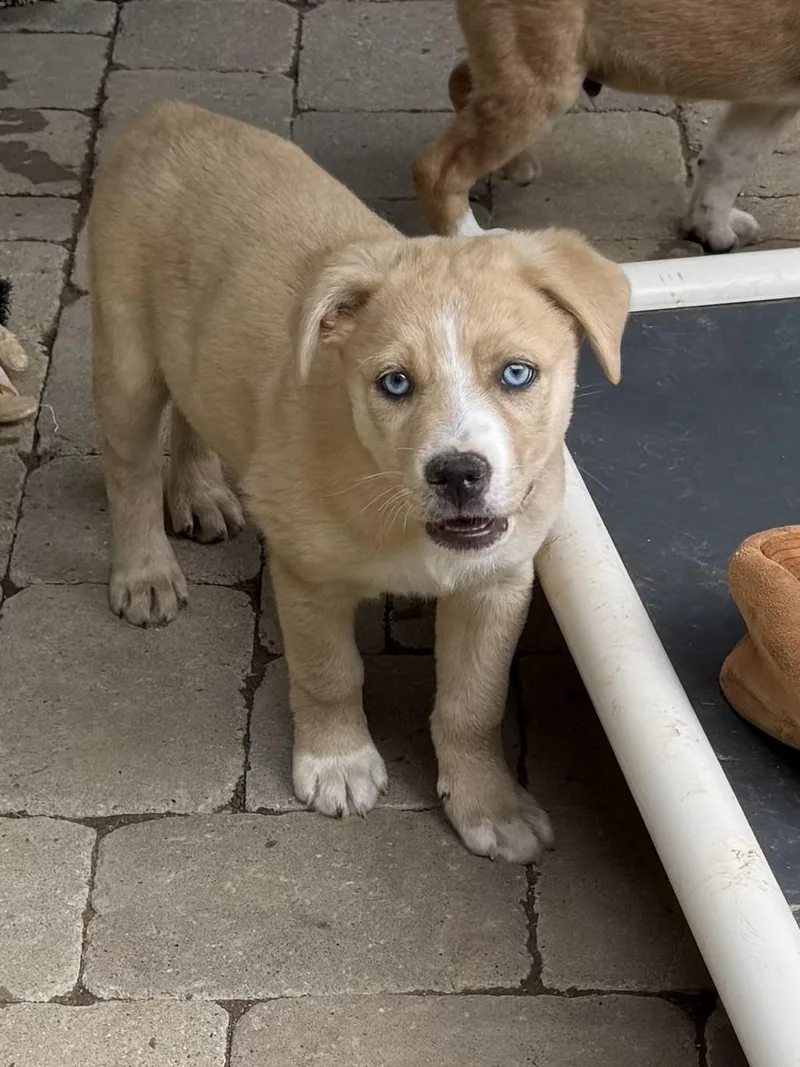 A baby medium-sized male Yellow / Tan / Blond / Fawn Australian Shepherd dog named Rory Wishbone for adoption in Andover, MA