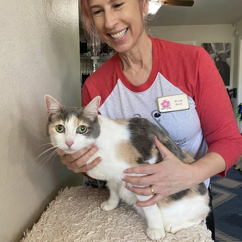 A senior medium-sized female Calico Domestic Short Hair cat named Kali for adoption in Ramona, CA