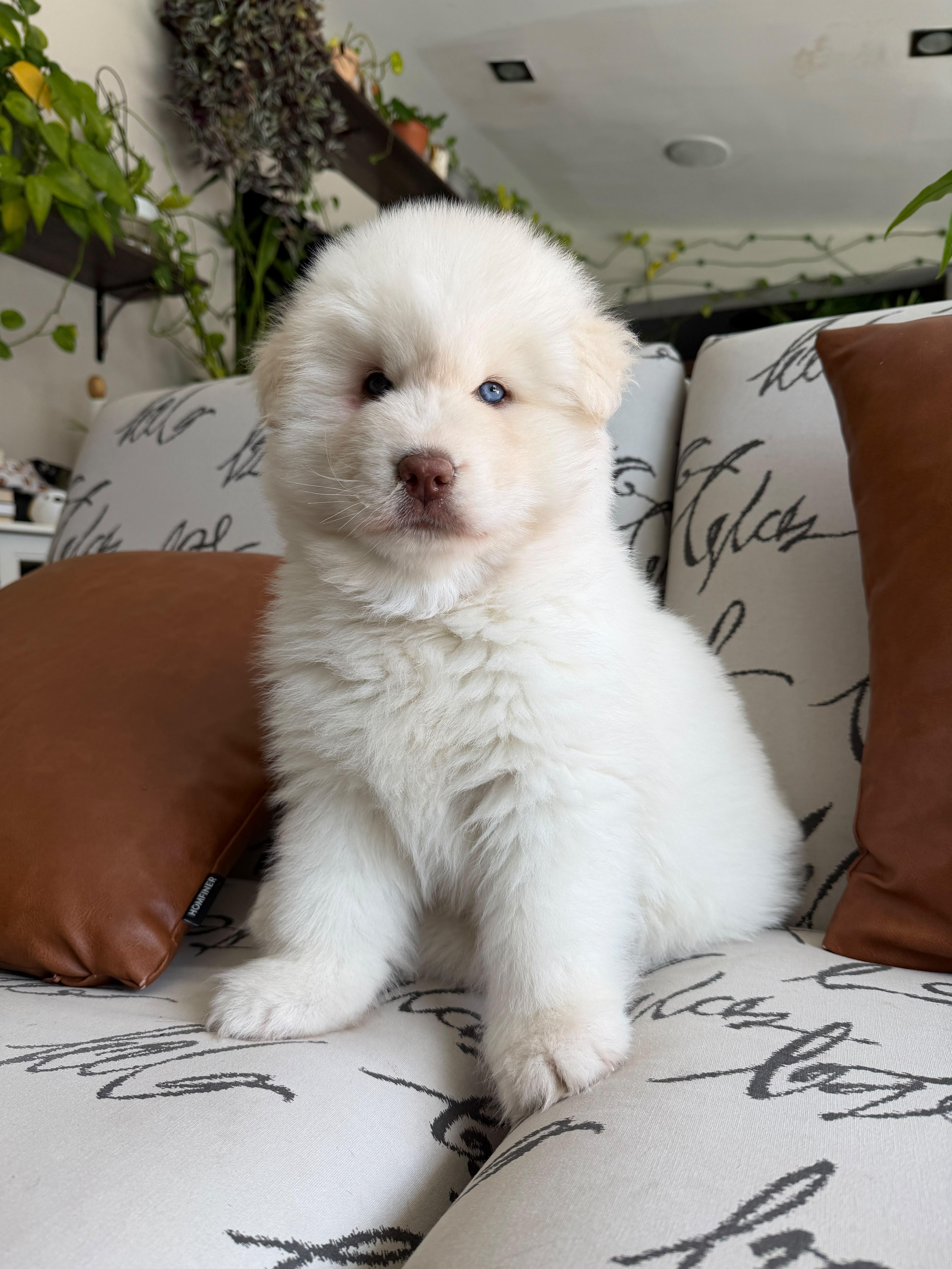 A baby medium-sized female White / Cream Siberian Husky dog named Bonnie for adoption in Sunrise, FL