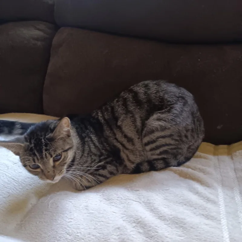 A young medium-sized female Brown / Chocolate Domestic Short Hair cat named Aggie for adoption in Folsom, LA
