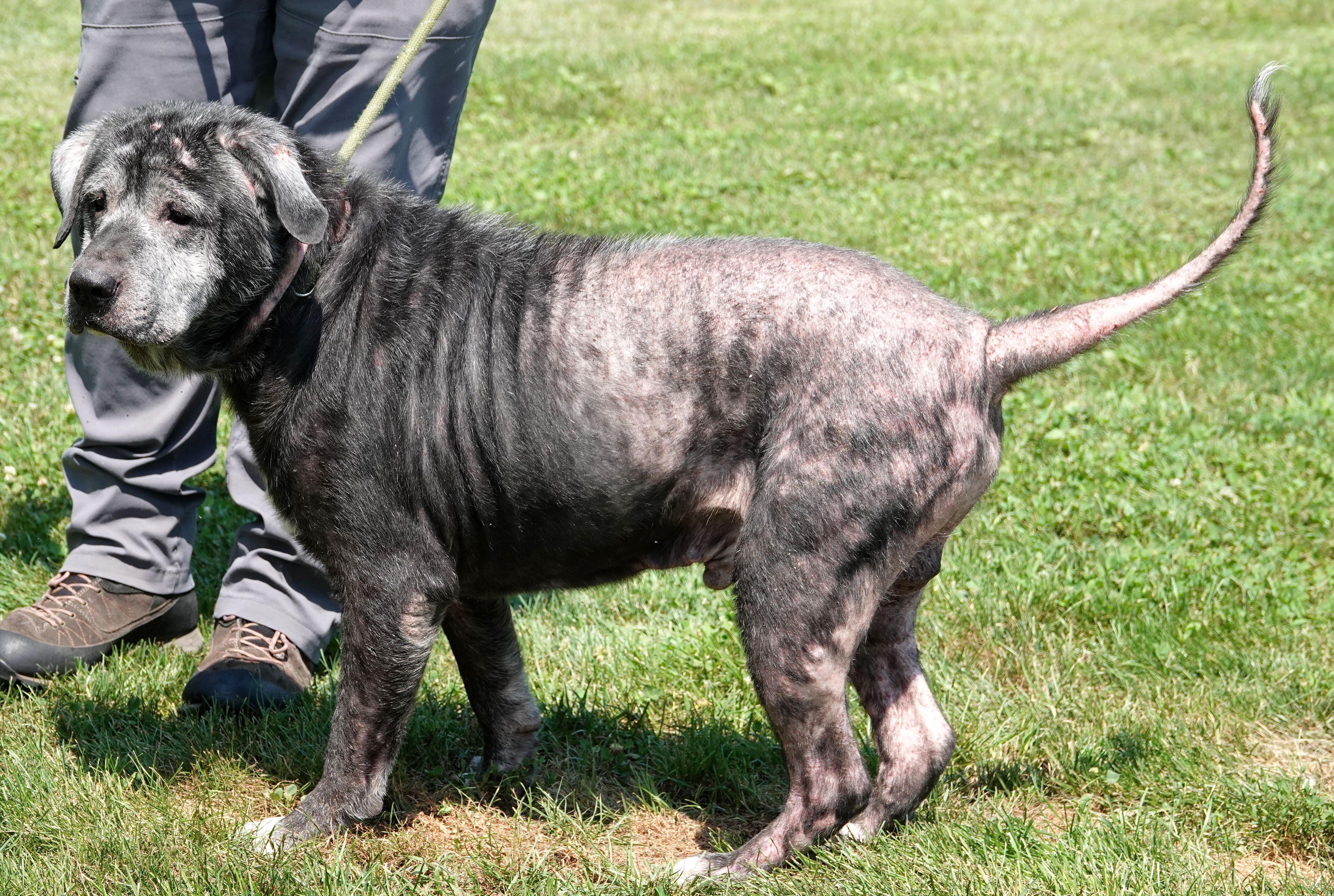 A senior large-sized male Black Mixed Breed dog named Harry for adoption in Millfield, OH
