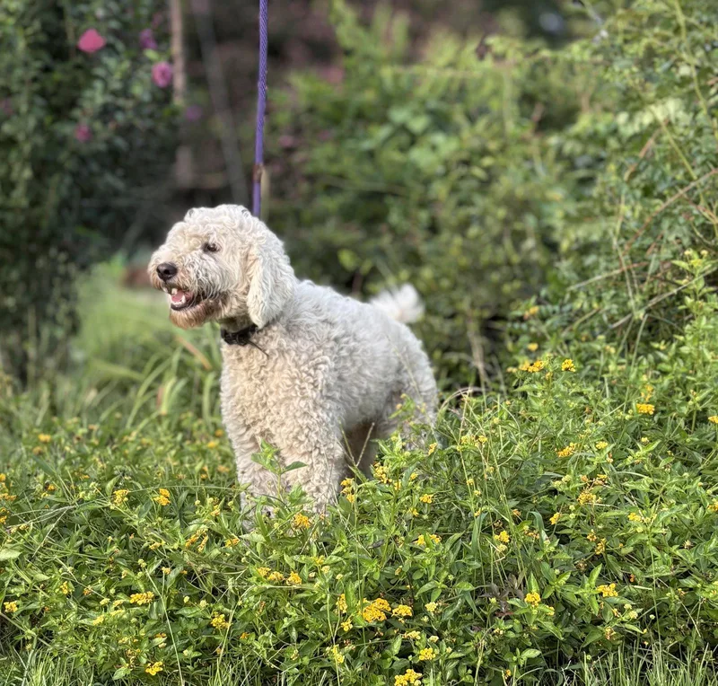 A young medium-sized male Poodle dog named Kenzo  mnths SUPER for adoption in Holly Hill, SC