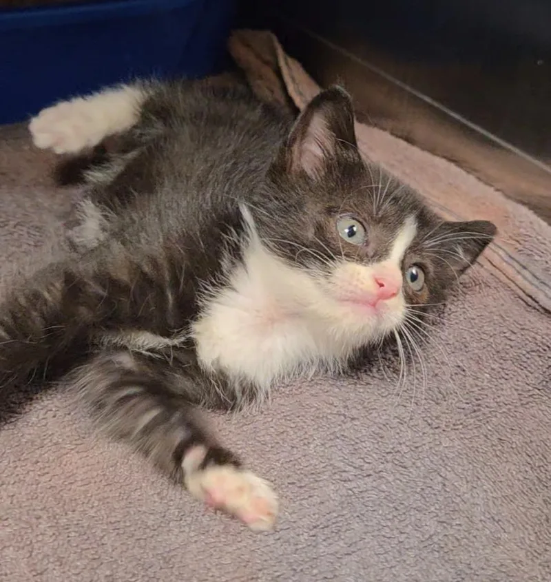 A baby small-sized female Domestic Short Hair cat named Oyster for adoption in Ocala, FL