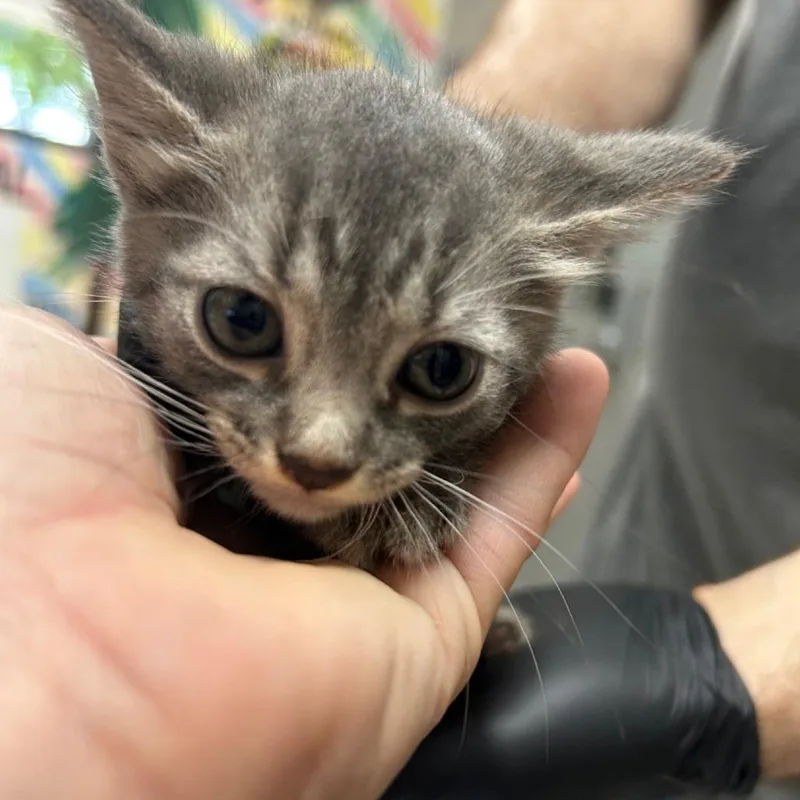 A baby small-sized female Brown / Chocolate Domestic Short Hair cat named Eddy Marie for adoption in Lufkin, TX