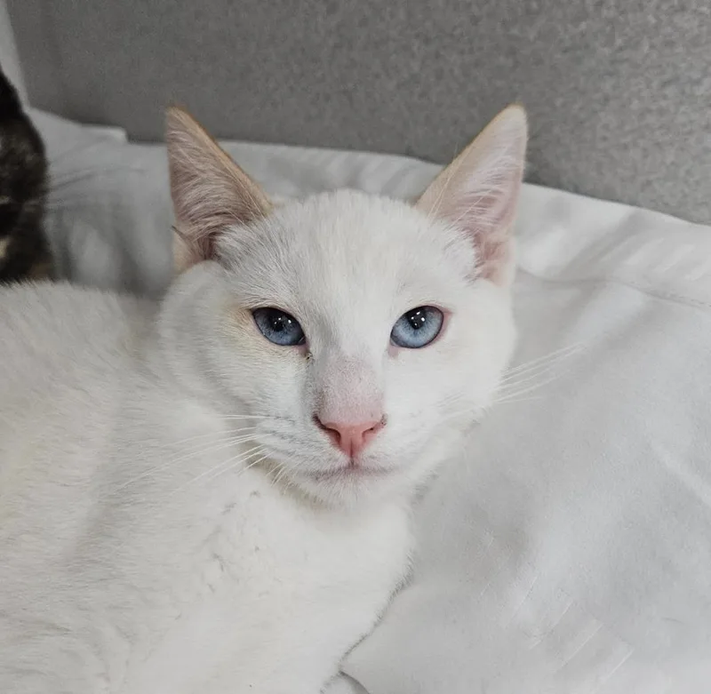 A young small-sized male Siamese cat named Kingfisher for adoption in Los Angeles, CA