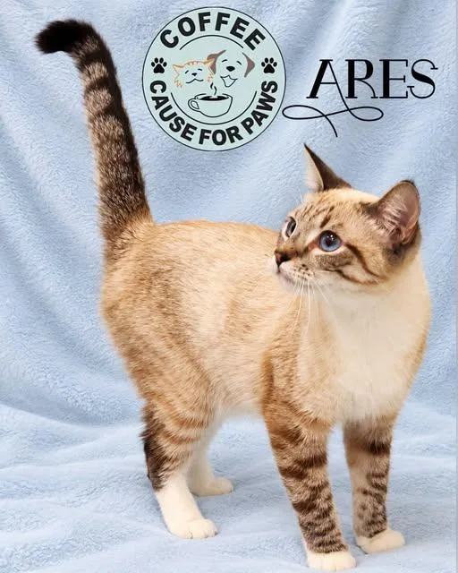 An adult medium-sized male Siamese cat named Ares for adoption in Douglas, GA