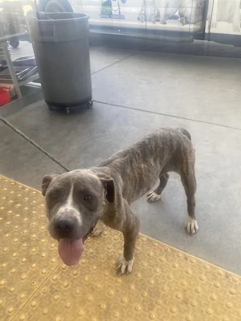 A young large-sized male Pit Bull Terrier dog named Alan Walker for adoption in Bakersfield, CA