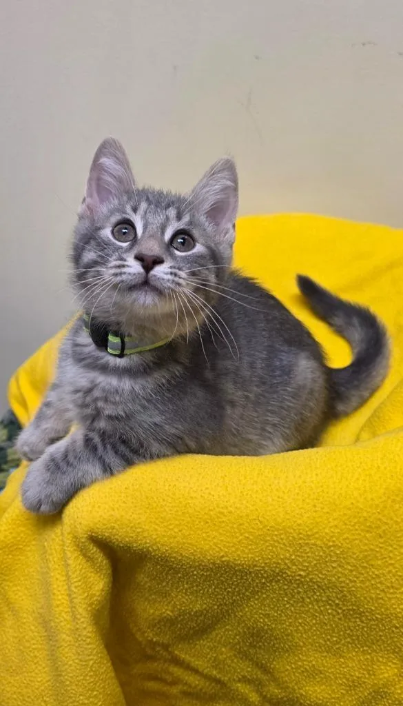 A baby small-sized male Domestic Short Hair cat named Soy for adoption in Fremont, OH