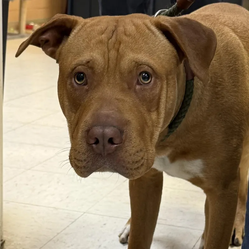 A young large-sized male Red / Chestnut / Orange English Bulldog dog named Arden for adoption in Jacksonville, AR