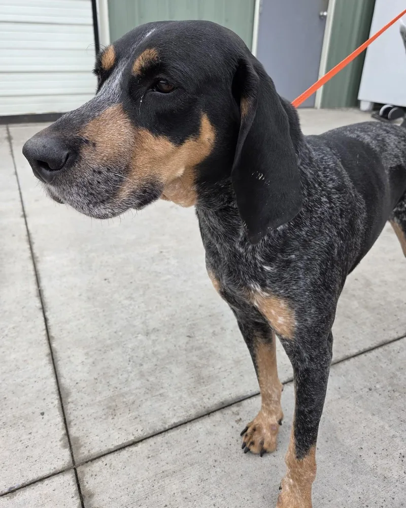 An adult large-sized male Gray / Blue / Silver Bluetick Coonhound dog named Huckleberry for adoption in Billings, MT