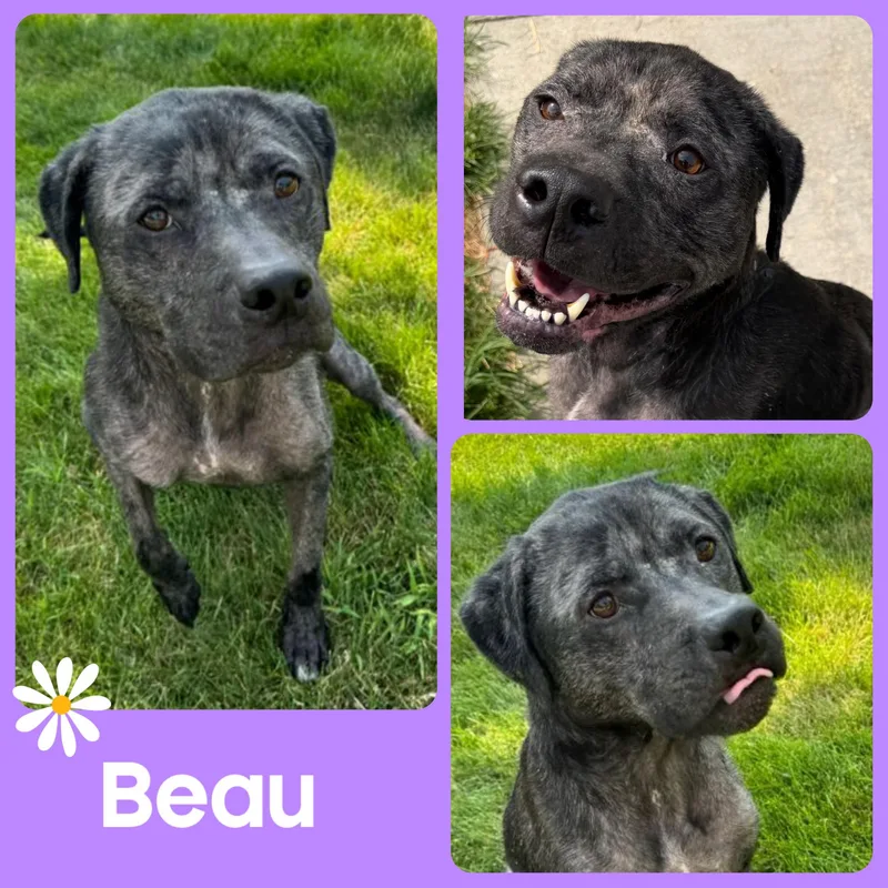 An adult large-sized male Catahoula Leopard Dog dog named Beau for adoption in Mokena, IL