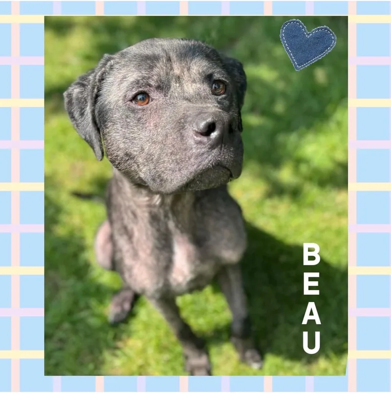 Beau thumbnail 5