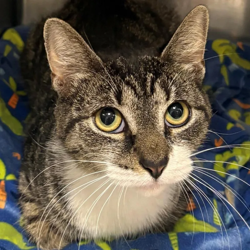 A young medium-sized female Domestic Short Hair cat named Peeler for adoption in East Hanover, NJ