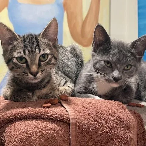 A baby medium-sized female Tabby (Brown / Chocolate) Domestic Short Hair cat named Lilly Mae for adoption in Beaufort, SC