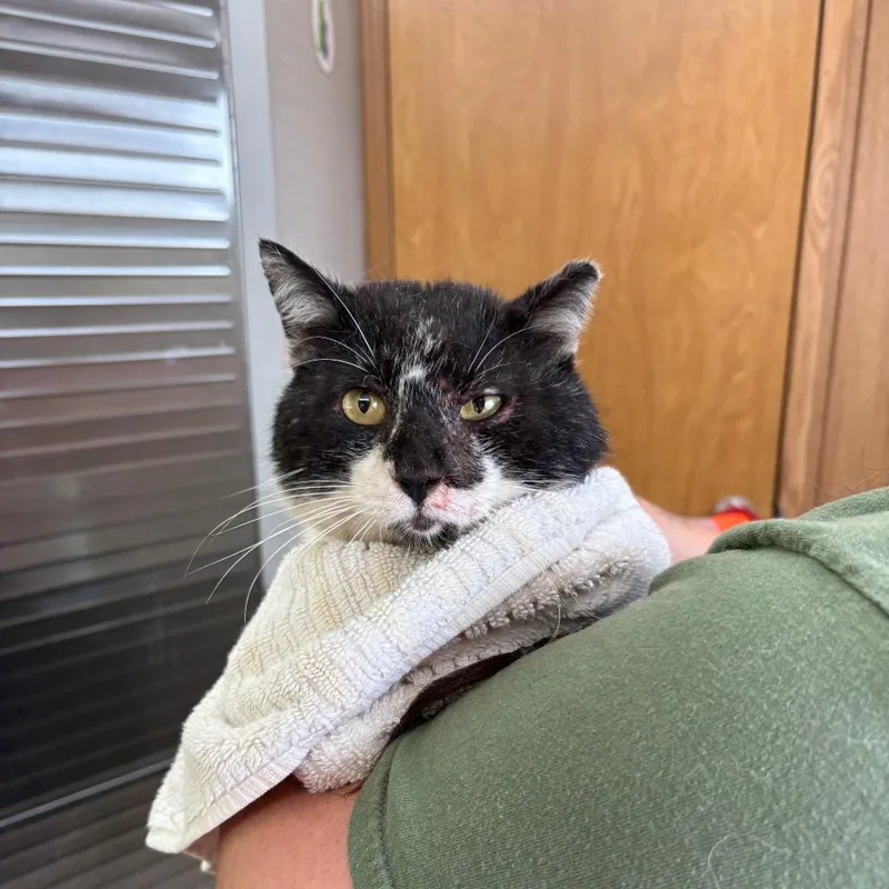 A senior medium-sized male Black Domestic Short Hair cat named Simon for adoption in Columbiana, AL