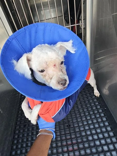 An adult small-sized male Mixed Breed dog named Gizmo for adoption in Dallas, TX