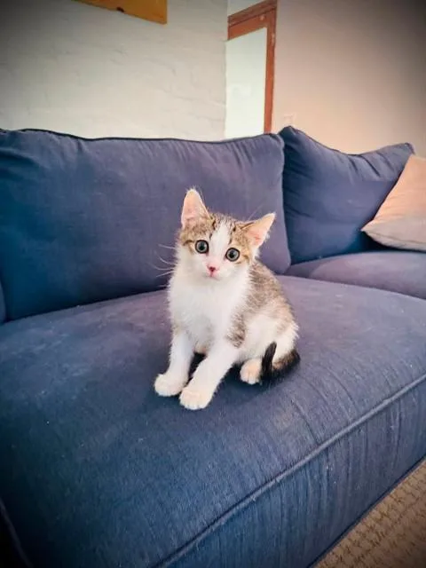 A baby small-sized male Domestic Short Hair cat named Fisher for adoption in Louisville, KY